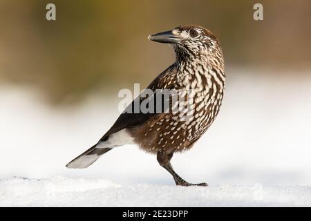 Spotted nutcracker standing on snow in winter nature Stock Photo