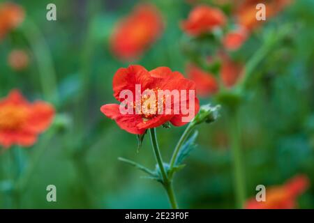 Scarlet Avens (Geum coccineum) red flowers against green background Stock Photo