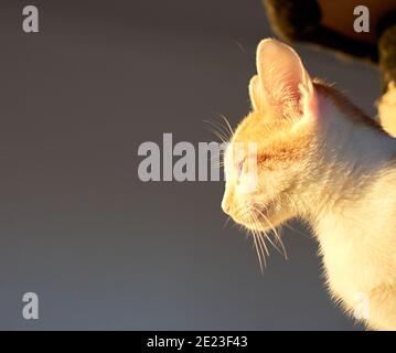 White-and-ginger funny cat cat squinting eyes in the sun Stock Photo