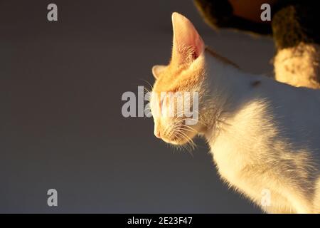 White-and-ginger funny cat smiling and squinting eyes in the sun Stock Photo