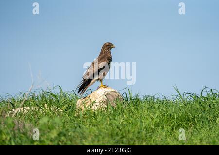 Common Buzzard (Buteo buteo) Stock Photo