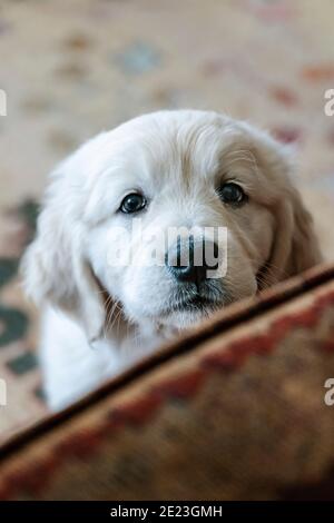 Platinum, or Cream colored Golden Retriever puppy. Stock Photo