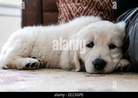 Platinum, or Cream colored Golden Retriever puppy. Stock Photo