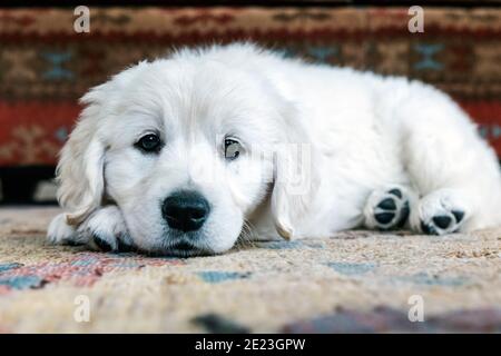Platinum, or Cream colored Golden Retriever puppy. Stock Photo
