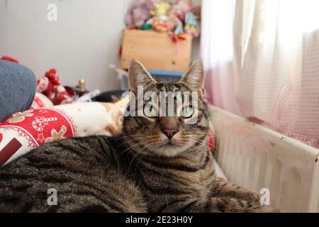 Tabby cat looking at the camera Stock Photo