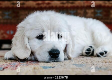 Platinum, or Cream colored Golden Retriever puppy. Stock Photo