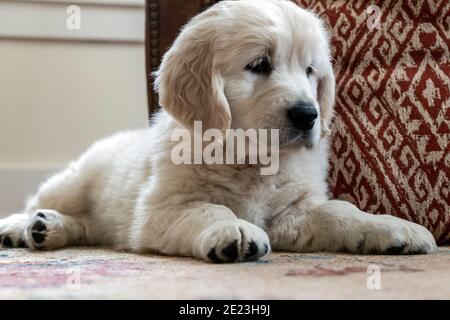 Platinum, or Cream colored Golden Retriever puppy. Stock Photo