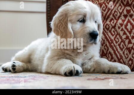 Platinum, or Cream colored Golden Retriever puppy. Stock Photo