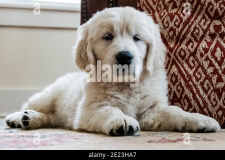 Platinum, or Cream colored Golden Retriever puppy. Stock Photo