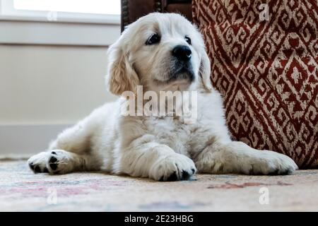 Platinum, or Cream colored Golden Retriever puppy. Stock Photo