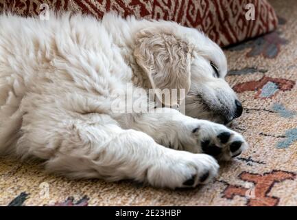 Sleeping Platinum, or Cream colored Golden Retriever puppy. Stock Photo