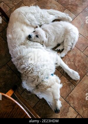 Platinum, or Cream colored Golden Retriever puppy cuddling with adult retriever. Stock Photo