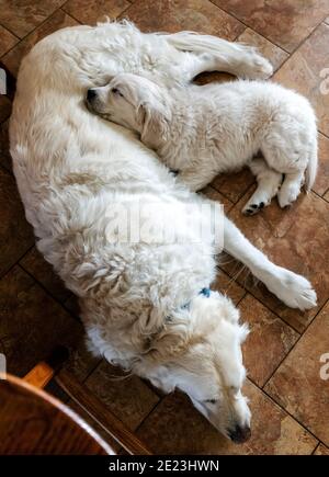 Platinum, or Cream colored Golden Retriever puppy cuddling with adult retriever. Stock Photo