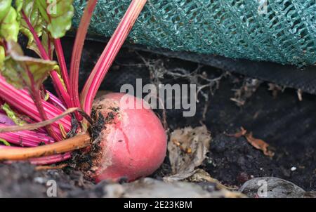 Beetroot usually purple can be white or golden too Both its leaves and roots are edible Being high in sugar it is tasty raw but also cooked or pickled Stock Photo