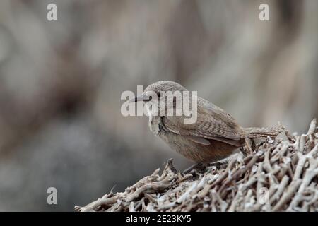 Cobb's Wren (Trolodytes cobbi) on driftwood on a tideline, Carcass Island, Falkland Islands 3rd Dec 2015 Stock Photo