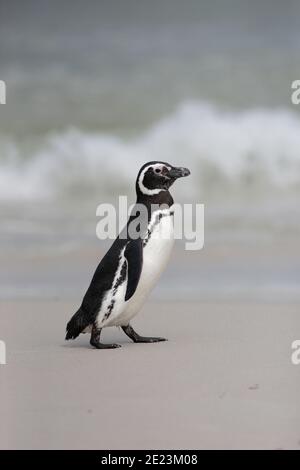 Magellanic Penguin (Spheniscus magellanicus), walking on a beach, West Point, Falkland Islands 3rd Dec 2015 Stock Photo