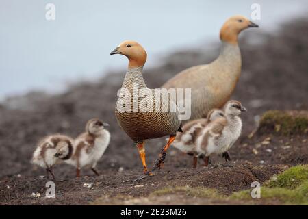Ruddy-headed Goose (Chloephaga rubidiceps), adult with young, West Point, Falkland Islands 3rd Dec 2015 Stock Photo