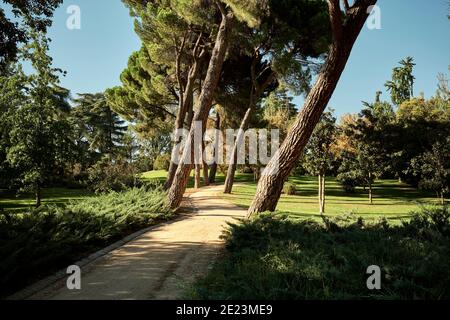 Picturesque scenery of narrow empty pathway going amidst tall stone pines growing in park under cloudless blue sky in Madrid Stock Photo