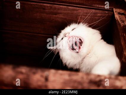 Hissing Cat Images – Browse 42 Stock Photos, Vectors, and Video