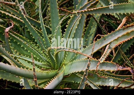 A huge, prickly Aloe Vera plant grows wild, spiralling upwards, on the Big Island in Hawaii. This plant can be used for sunburns to heal your skin Stock Photo
