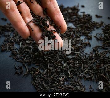Delicious Ceylon, fresh, large leaf black tea on the fingers. Black background. Stock Photo