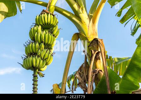 Bunch of unripe bananas on tree against blue sky. Tropical garden in Vietnam. Stock Photo