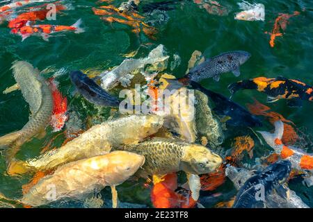 Movement group of colorful koi fish in clear water. This is a species of Japanese carp in small lakes in the ecological tourist attractions. Stock Photo
