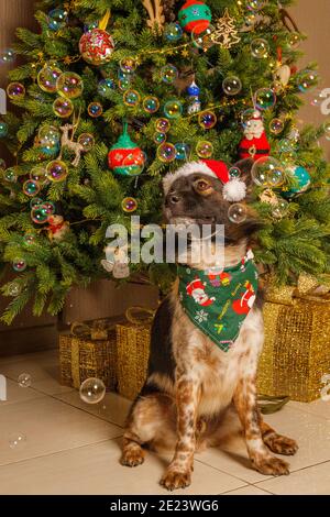 Cute dog wearing Santa hat and Christmas bandanna sitting near the Christmas tree. Stock Photo