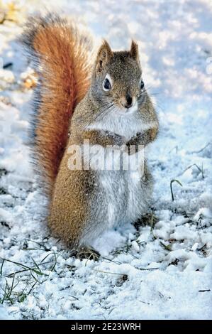 A red squirrel (Tamiasciurus hudsonicus), standing in the snow in his winter habitat in rural Alberta Canada. Stock Photo