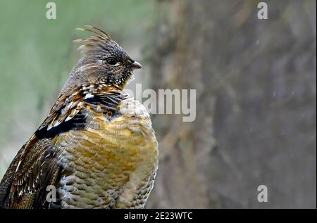 A close up portrait of a wild Ruffed Grouse  (Bonasa umbellus); in the forest of Alberta Canada Stock Photo