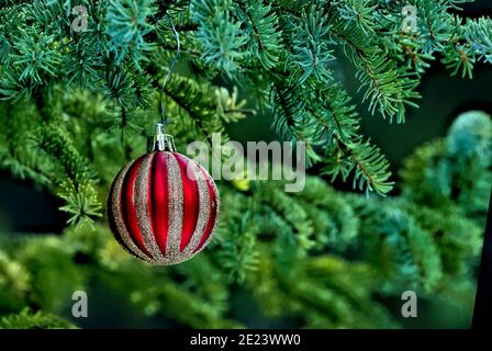 A red Christmas tree ornament that was placed on an evergreen tree on a hiking trail in rural Alberta Canada. Stock Photo