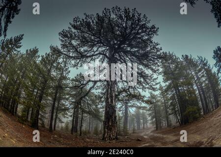 Schwarzkiefern (Pinus nigra subsp. pallasiana), Troodos-Gebirge, Zypern Stock Photo