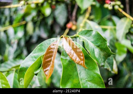 Coffee On Tree / Arabicas Raw Coffee Bean In Field, Kerala, India. Stock Photo