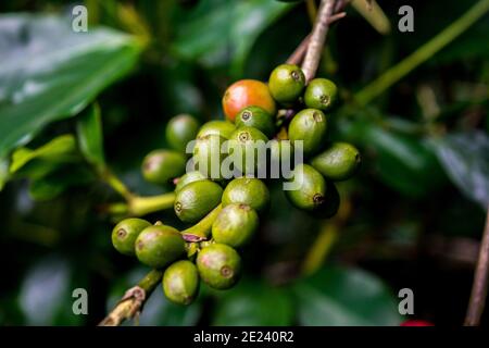 Coffee On Tree / Arabicas Raw Coffee Bean In Field, Kerala, India. Stock Photo