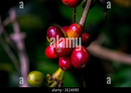 Fresh organic red raw and ripe coffee cherry beans on tree, agriculture plantation in South part of India. Stock Photo