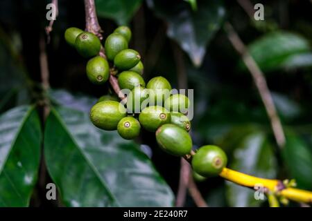 Coffee On Tree / Arabicas Raw Coffee Bean In Field, Kerala, India. Stock Photo