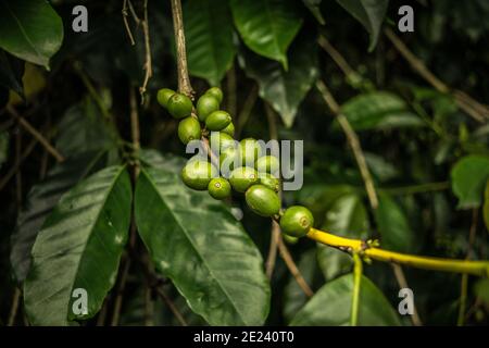 Coffee On Tree / Arabicas Raw Coffee Bean In Field, Kerala, India. Stock Photo