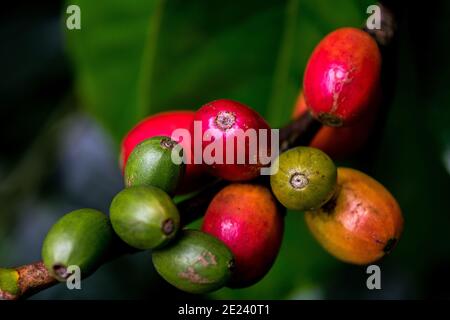 Fresh organic red raw and ripe coffee cherry beans on tree, agriculture plantation in South part of India. Stock Photo