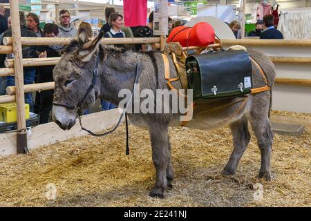 Esel, Tierhalle, Grüne Woche, Messe, Berlin, Deutschland Stock Photo