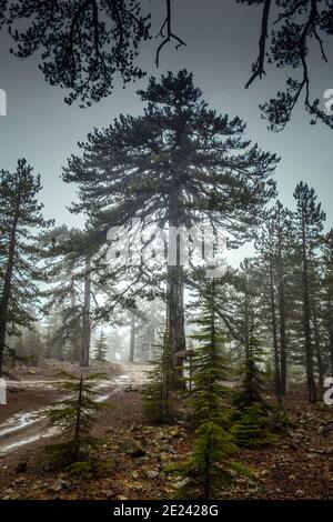 Schwarzkiefern (Pinus nigra subsp. pallasiana), Troodos-Gebirge, Zypern Stock Photo