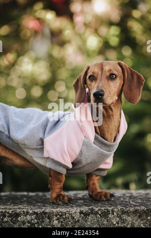 Vertical shot of a cute brown dwarf dachshund wearing a stylish pullover posing in a park Stock Photo