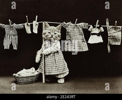 Vintage photos of kittens dressed up in human clothing. Kitten washing and drying clothes. 19th century Stock Photo