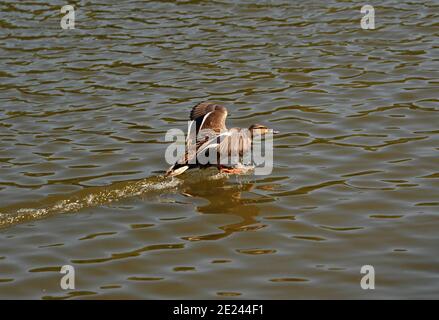 The duck flew to the forest lake. Stock Photo