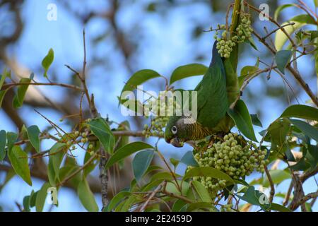 maroon-bellied parakeet (Pyrrhura frontalis) feeding in a Ligustrum lucidum tree Stock Photo