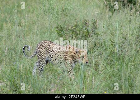 Leopard (Panthera pardus). Daylight activity. Animal caught in the open walking, part screened, through seeding grasses from safari vehicle. Botswana. Stock Photo