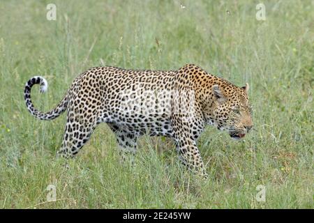 Leopard (Panthera pardus). Daylight activity. Animal caught in the open from a licensed safari four wheel vehicle. Botswana. Stock Photo