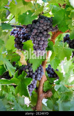 Vitis Vinifera 'Dornfelder'. Grape 'Dornfelder'. Red eating / Wine Grapes, bunches growing on the vine, Stock Photo