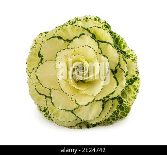 Ornamental kale isolated on white background Stock Photo