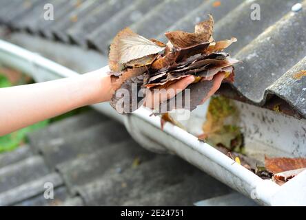 A simple way to unclog and clean the roof gutters from debris by removing dry autumn leaves by hand to prevent rain water overflow the rain gutter and Stock Photo