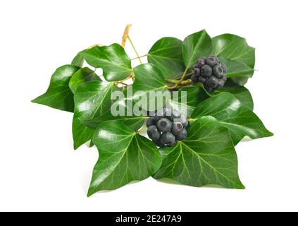 Ivy branch with berries isolated on white Stock Photo